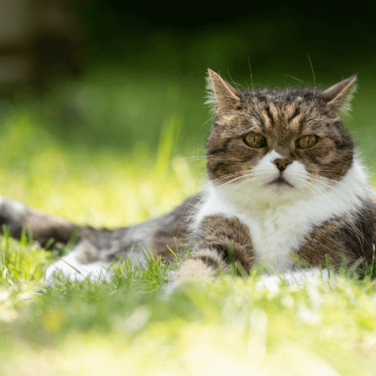 How to Transition an Outdoor Cat to an IndoorOnly Cat