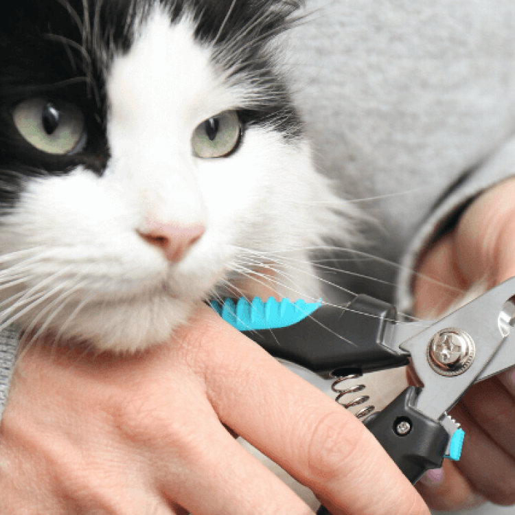 How to trim your cat's nails at home