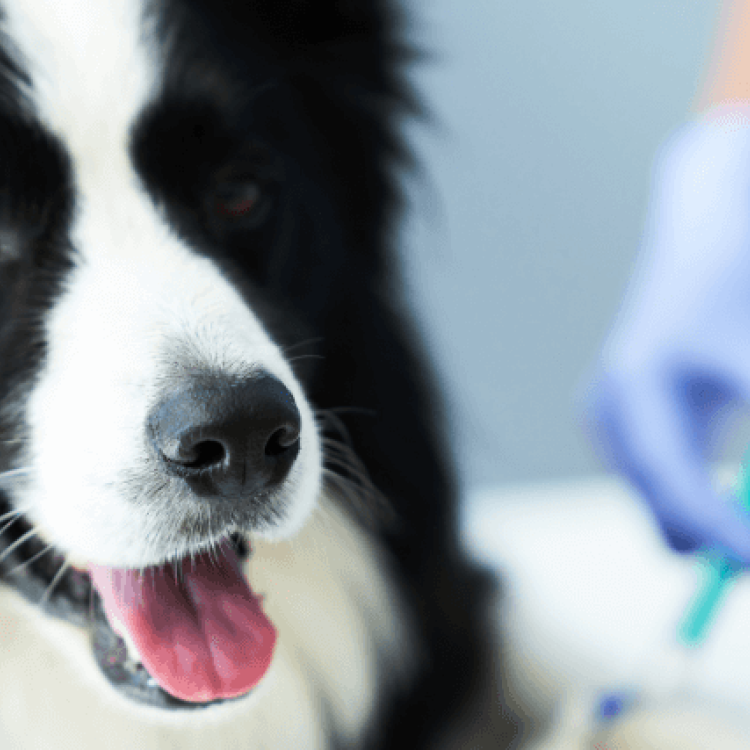 Lab Tests on Dogs Why They’re Important and What They Tell Your
