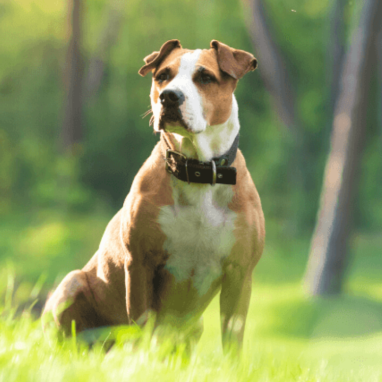 Mayday For Mutts 2024 Date Nerty Henryetta