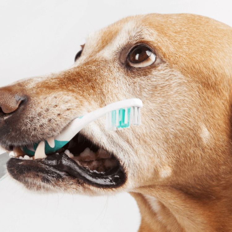 PostOp Dental Care and Home Dental Care for Dogs