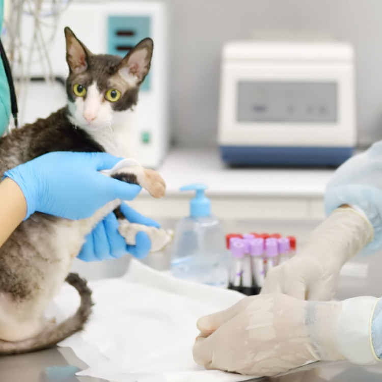 Early Detection The Benefits of Routine Blood Work for Cats