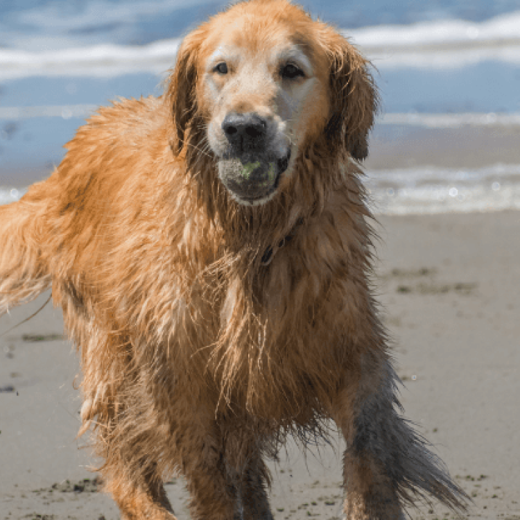 How You Can Ease Your Senior Dog's Arthritis Pain