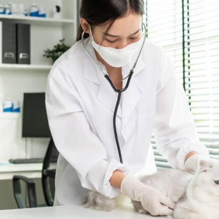 Take Your Cat to the Vet Day