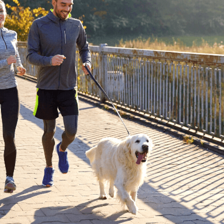 The Best Dog Breeds for Runners