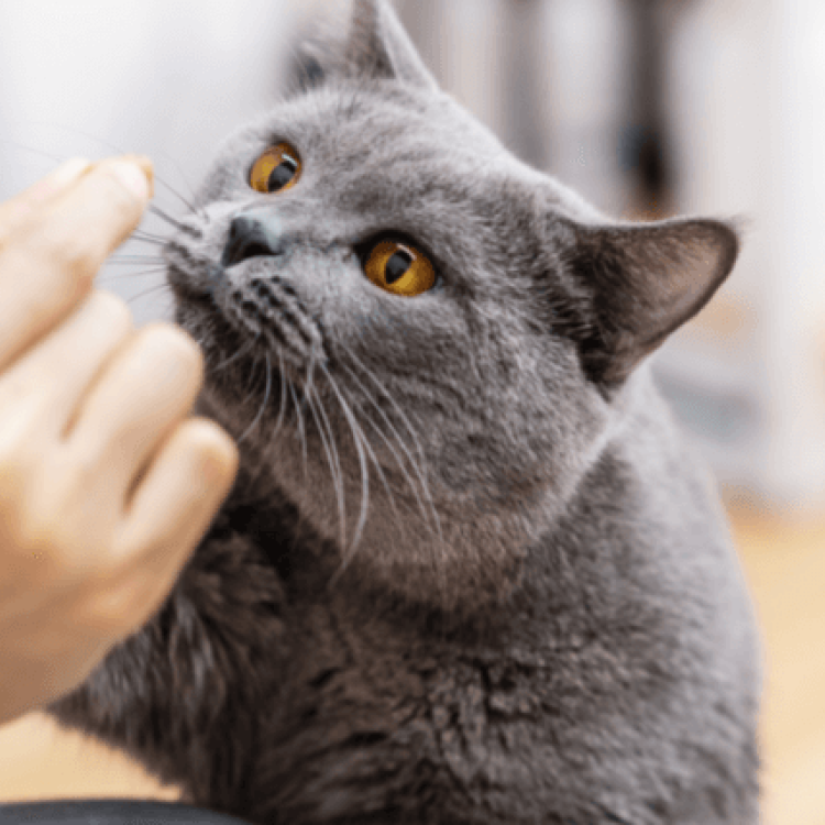 How To Transition An Outdoor Kitty To An Indoor One