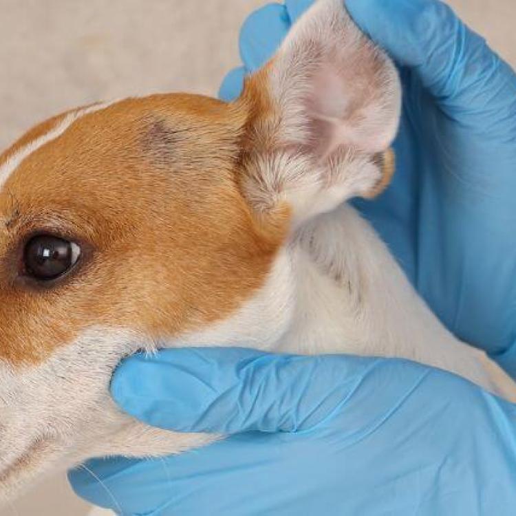 A Guide To Canine Ear Infections