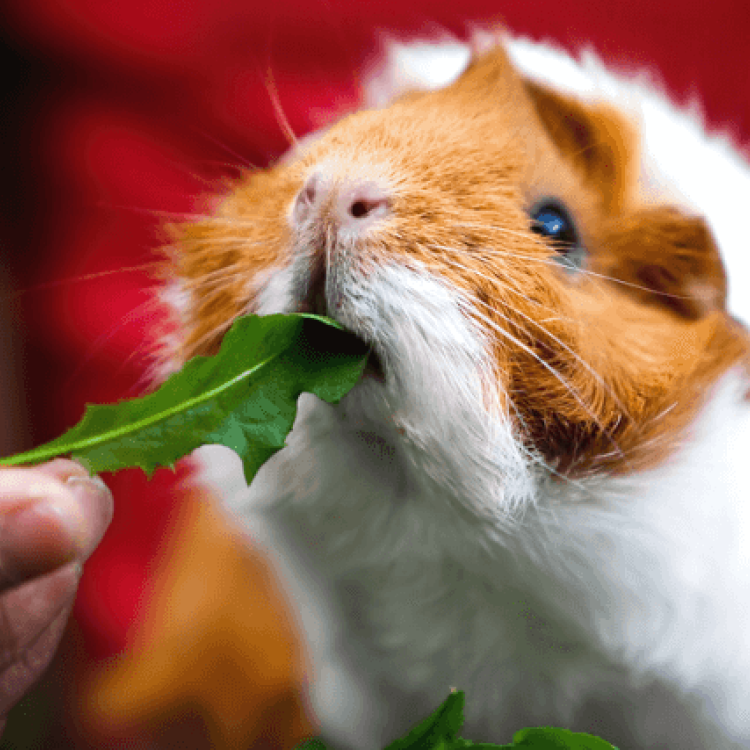 Why Guinea Pigs Make Great Pets