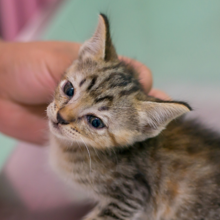 The Cat Deworming Info You Need to Avoid This Potentially Fatal Condition