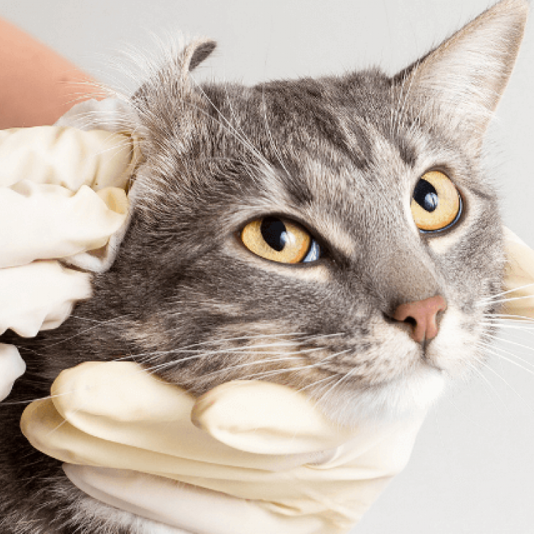 How to Tell if Your Cat Has an Ear Infection