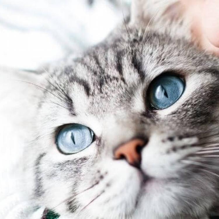 Heartworm Awareness Month How to Prevent Cat Heartworm Disease