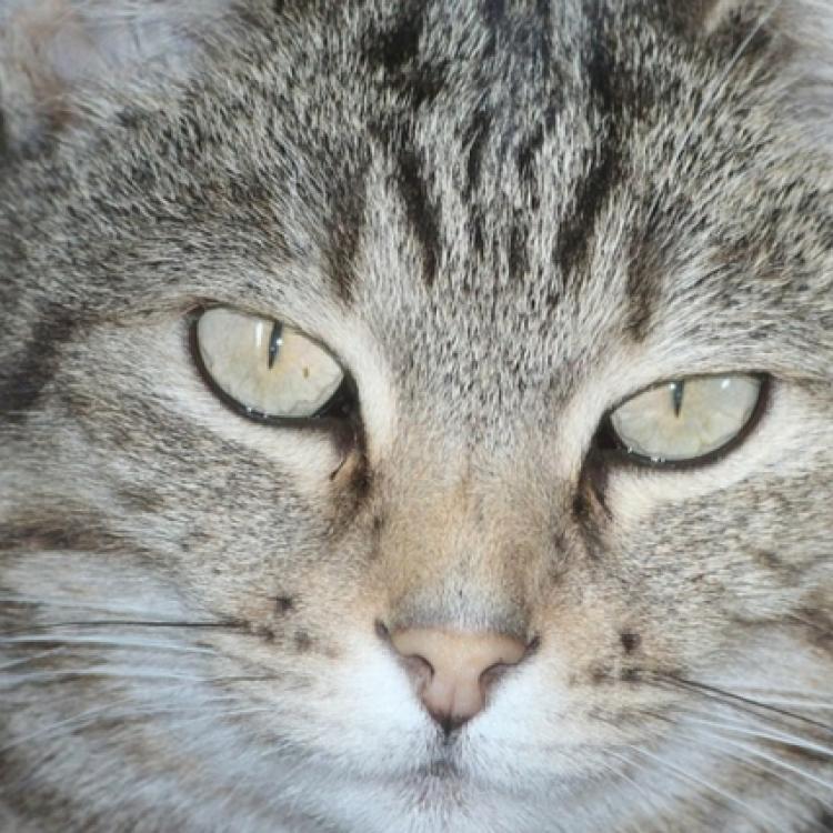 Inappropriate Elimination Why Isn’t My Cat Using the Litter Box?