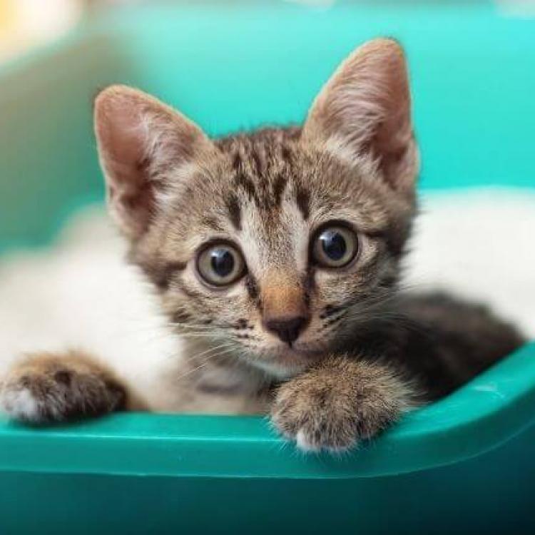 The Secret to Potty Training Your Cat and Solving Litter Box Aversion
