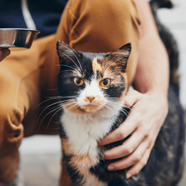 Kit Lit 10 Ways to Be the Best Cat Owner You Can Be