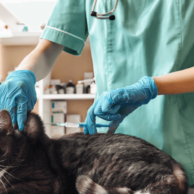 Cat Wellness 101 What Vaccinations Does My Feline Need?