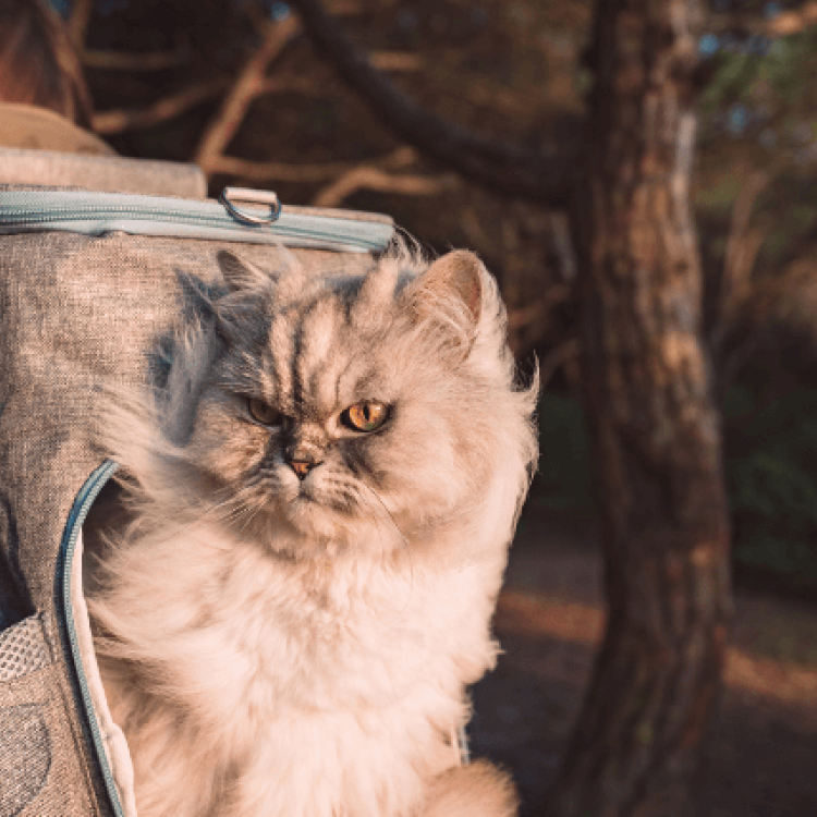 Can I Hike with My Cats? Yep, And Here Are Some Tips!