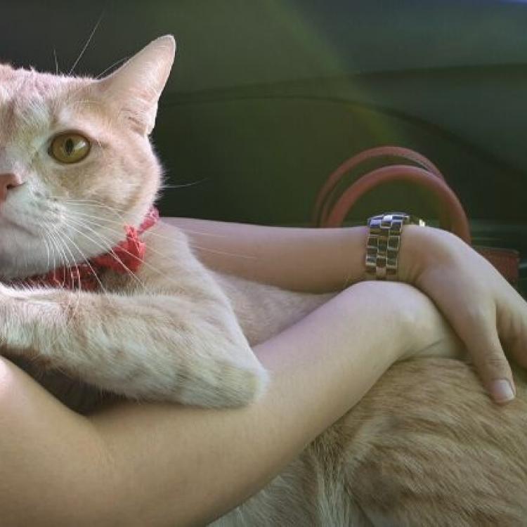 Image showcasing 8 Signs of Separation Anxiety in Cats And What to Do About Them