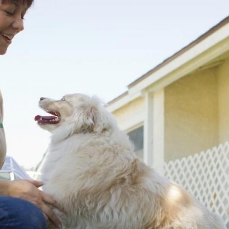 Dog Boarding FAQs and the Answers You Need to Enjoy Your Vacay