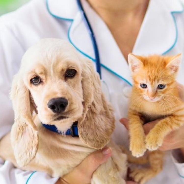 What Bloodwork Can Teach You About Your Pet's Health