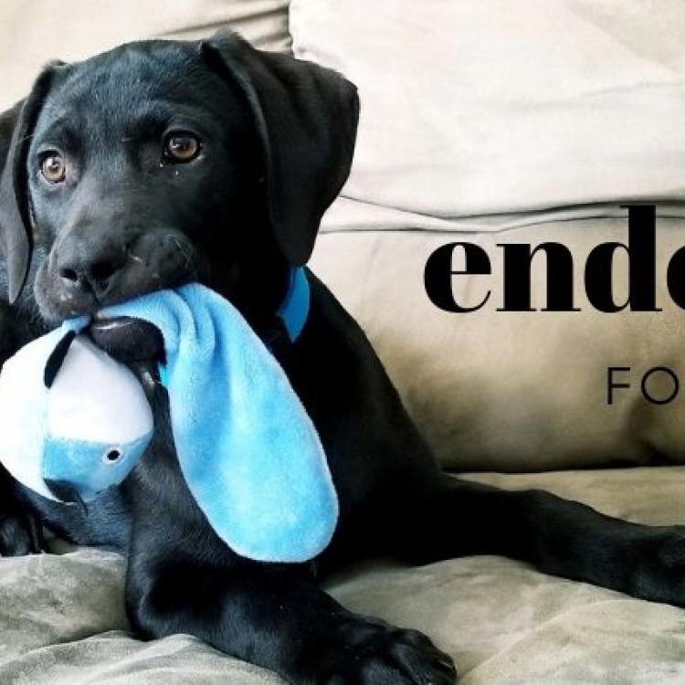 Why Might My Dog Need an Endoscopy?