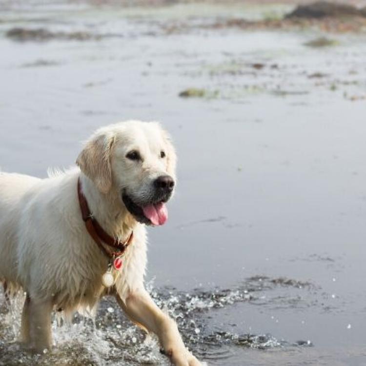 How to Avoid The Dangers of Harmful Algal Blooms To Your Dogs