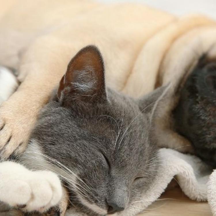 The Many Benefits to Getting Your Pets Spayed or Neutered