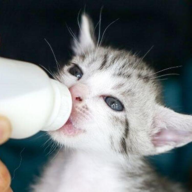 How to Feed and Care For Orphaned Kittens