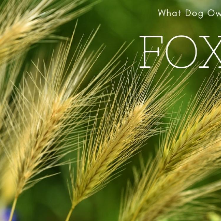 Foxtails and Your Dog What You Need to Know