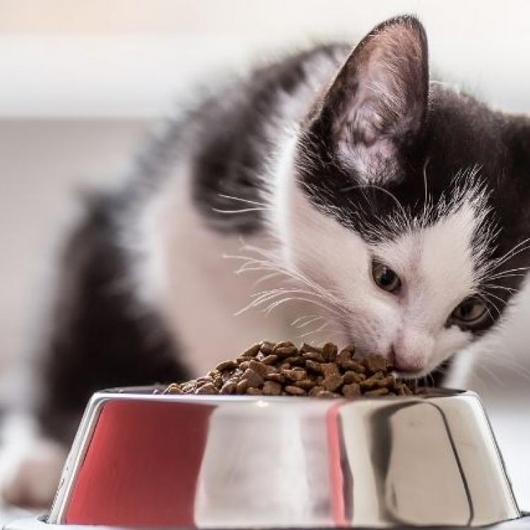 free feeding kittens