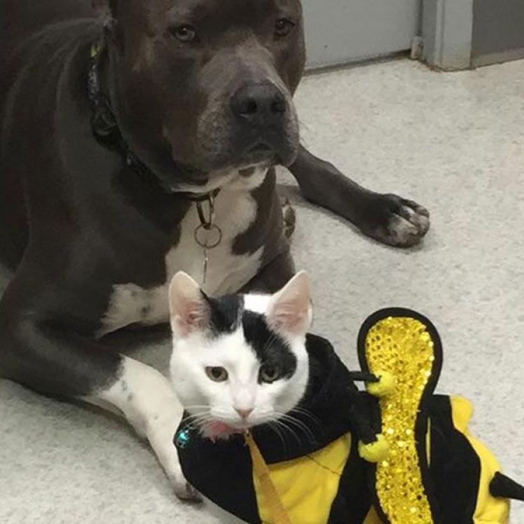 Kauai Veterinary Clinic Inc Lihue, HI