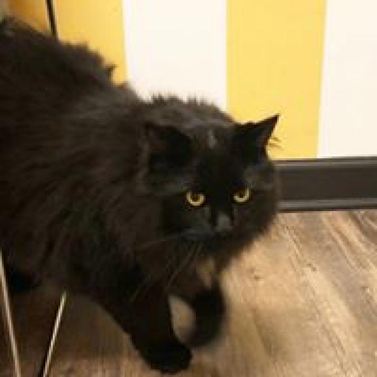 oz animal hospital chicago il 60614