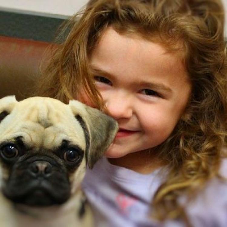 oasis animal hospital chandler