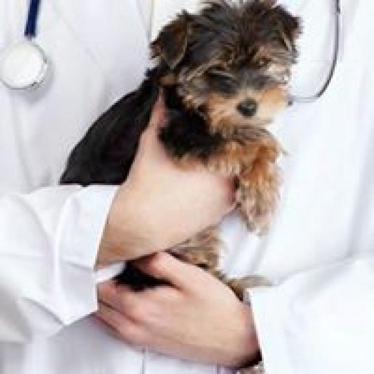 Animal Health Clinic & Hospital of Lake County Gurnee, IL