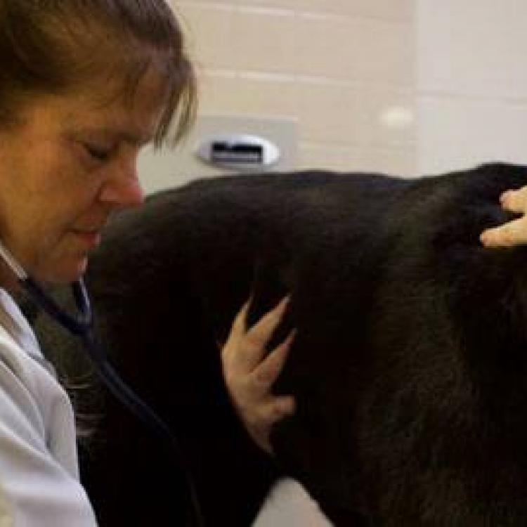 Animal Health Clinic & Hospital of Lake County Gurnee, IL