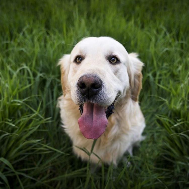 apollo animal hospital az