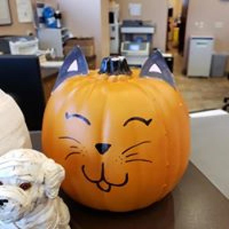 Eye Care For Animals Wheeling Il