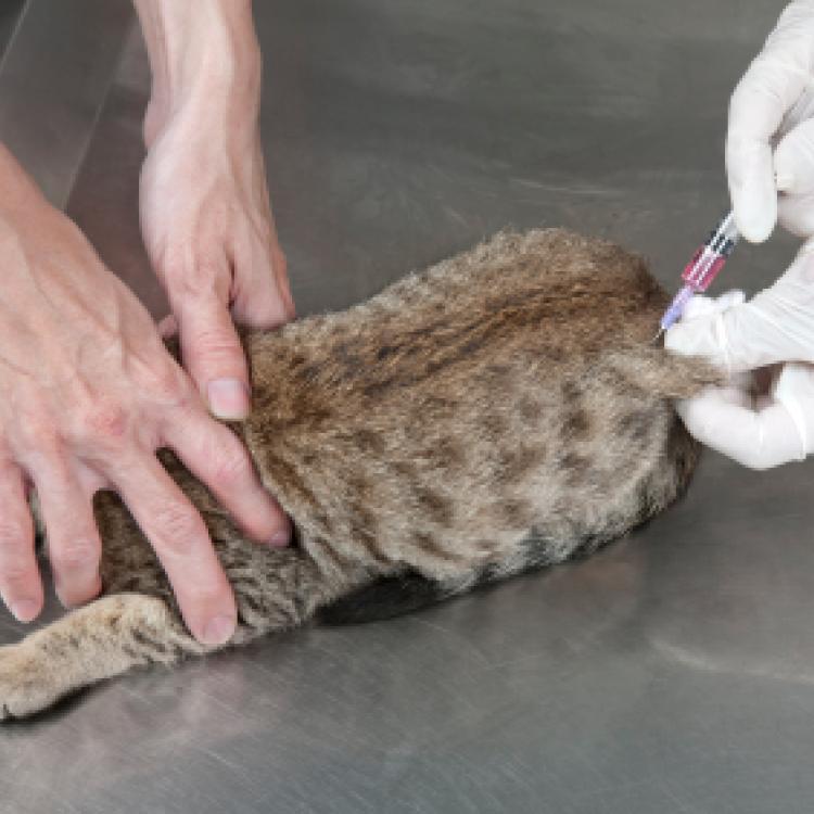 Eastside Animal Hospital – Evansville, IN Eastside Animal Hospital – Evansville, IN