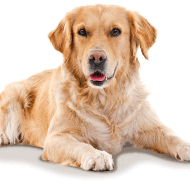 Goshen Animal Clinic Goshen, IN