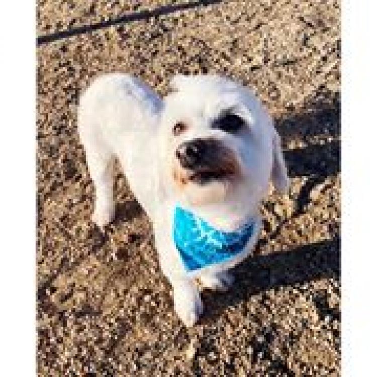 Low Cost Spay & Neuter Kingman, AZ