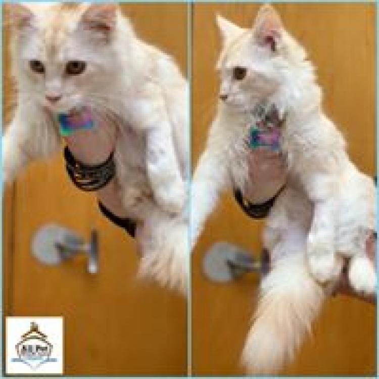 All pet health care by noah's greenfield sale
