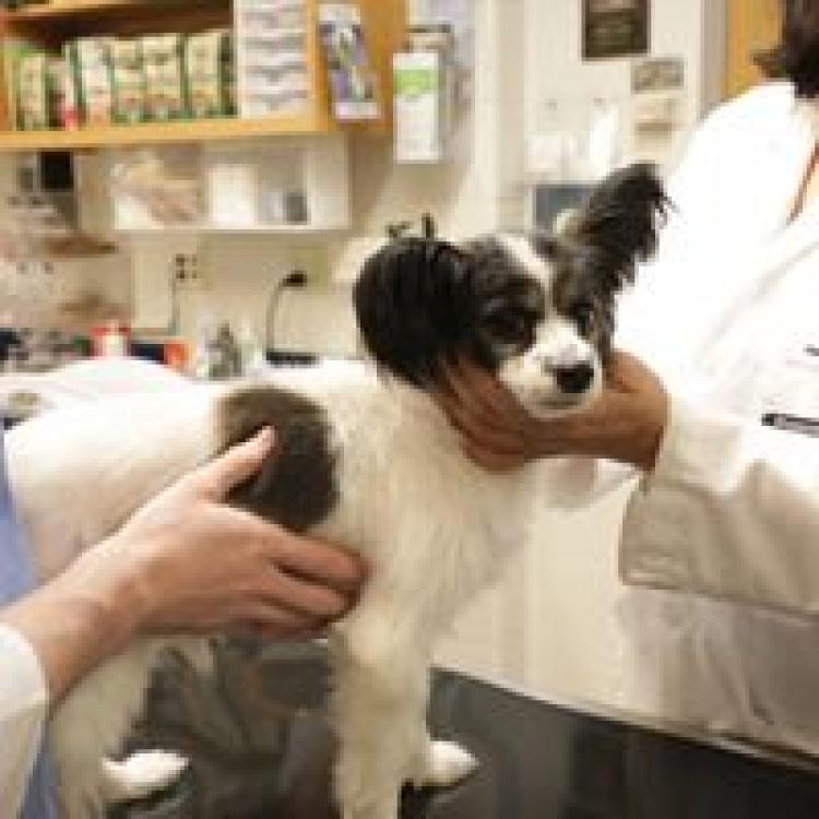 Purdue University Small Animal Hospital – West Lafayette, IN Purdue University Small Animal Hospital – West Lafayette, IN