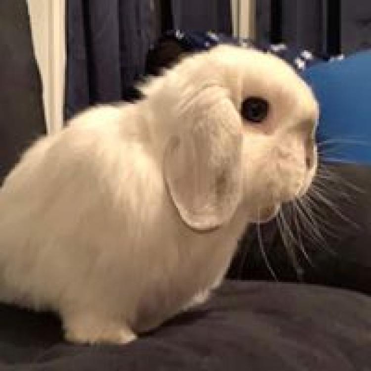 animal stores lexington ky