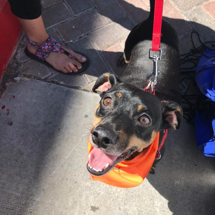 Ingleside Animal Hospital Phoenix, AZ