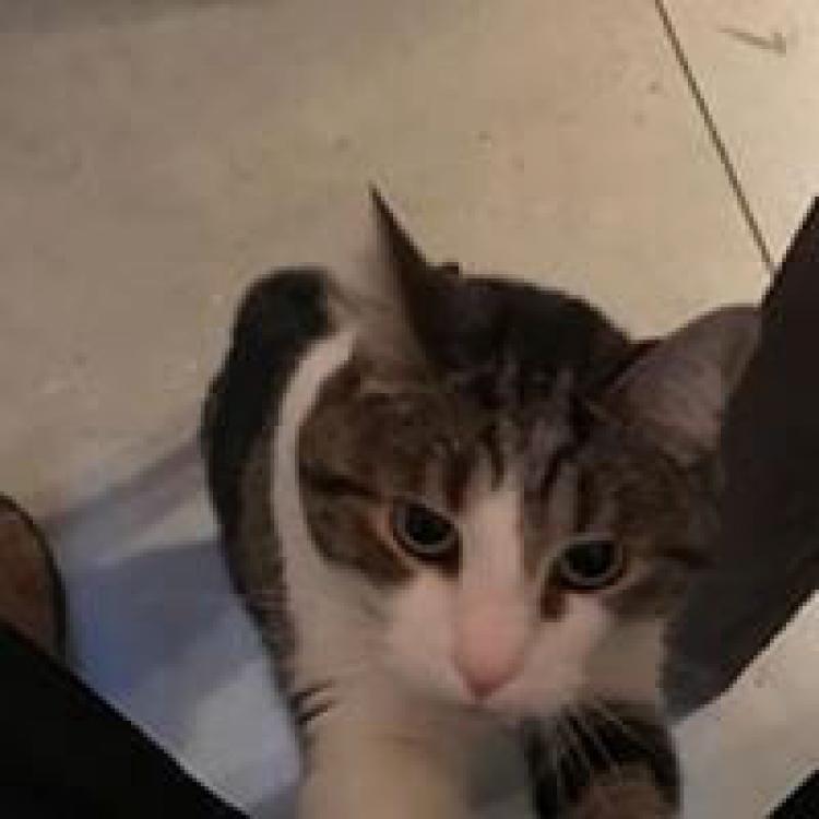 Johnson Animal Clinic Louisville Ky