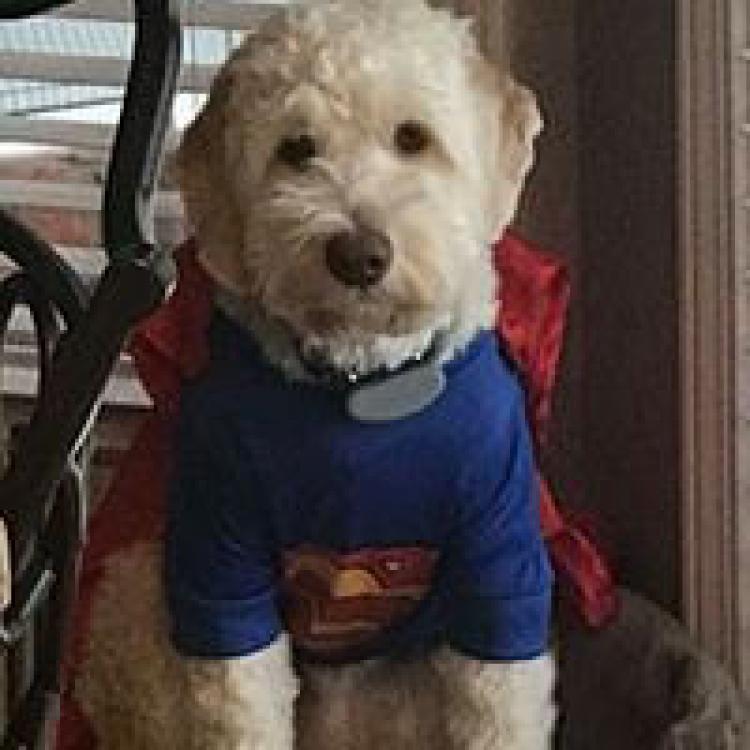 Johnson Animal Clinic Louisville, KY