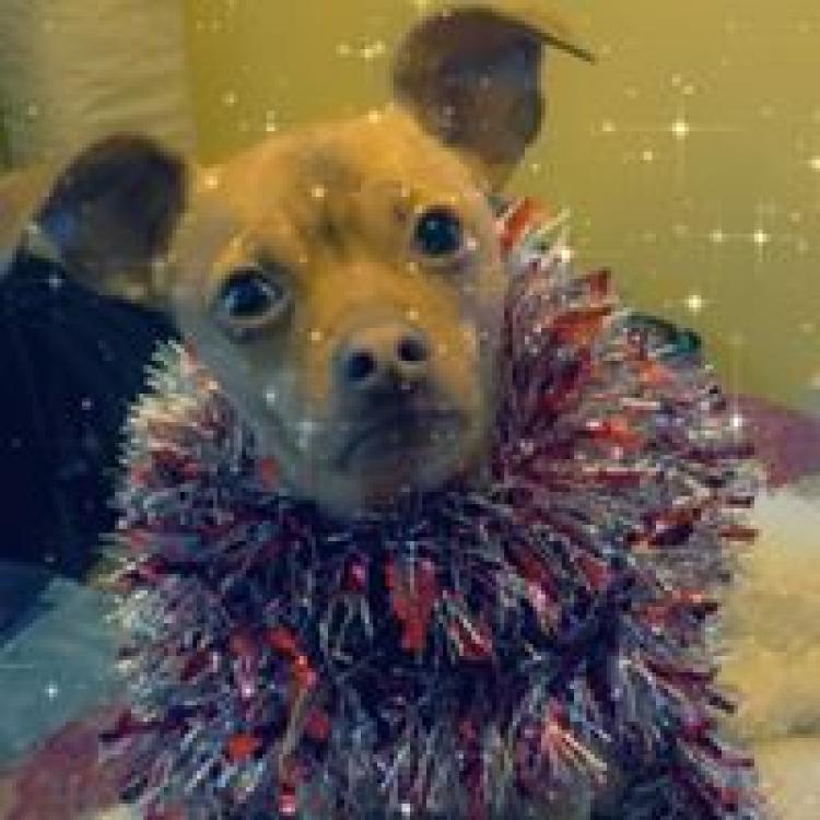 Johnson Animal Clinic Louisville Ky