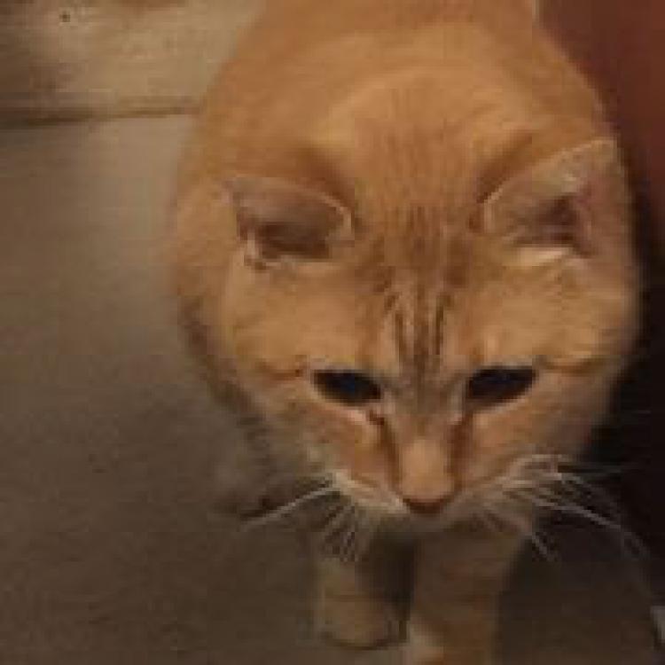 Johnson Animal Clinic Louisville Ky