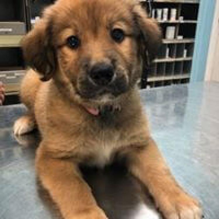 animal hospital of waco prices