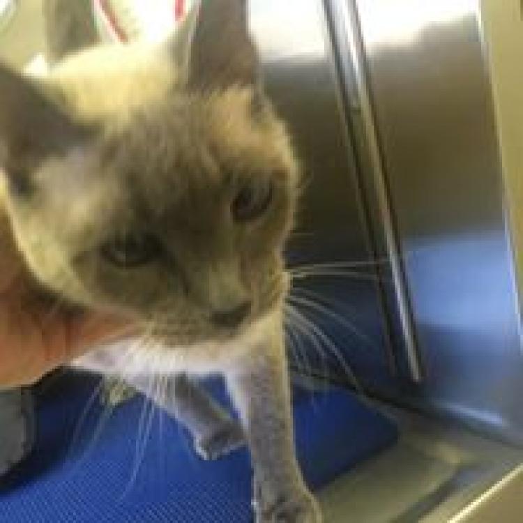 Animal Health Clinic – Covington, LA Animal Health Clinic – Covington, LA