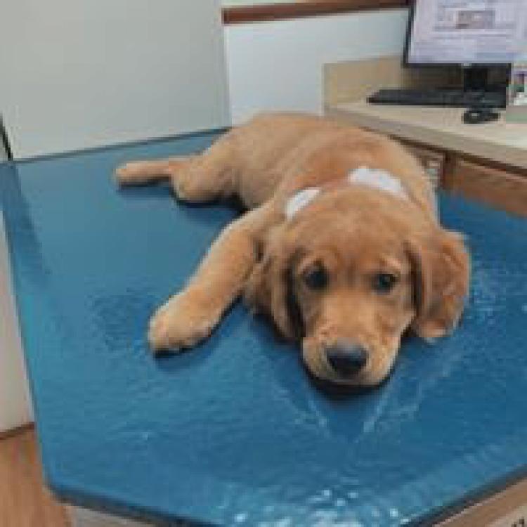 Carson Animal Hospital Lafayette La